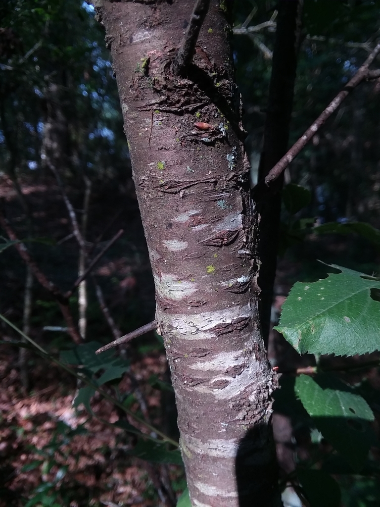 Bark