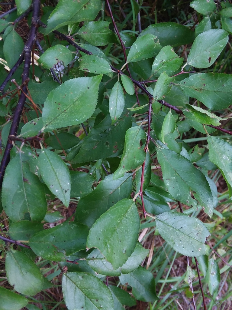 Leaves