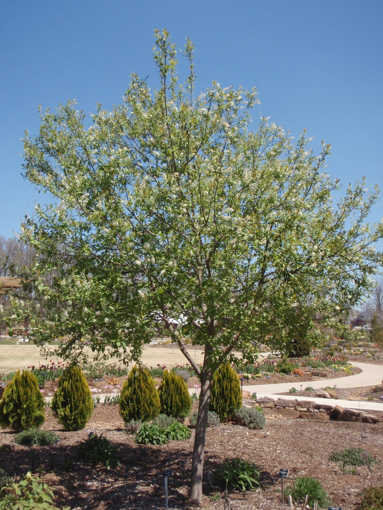 Prunus virginiana