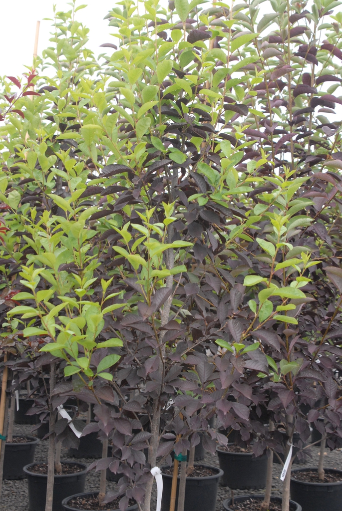 Prunus virginiana