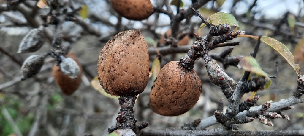 Brown fruit of a wild almond tree
