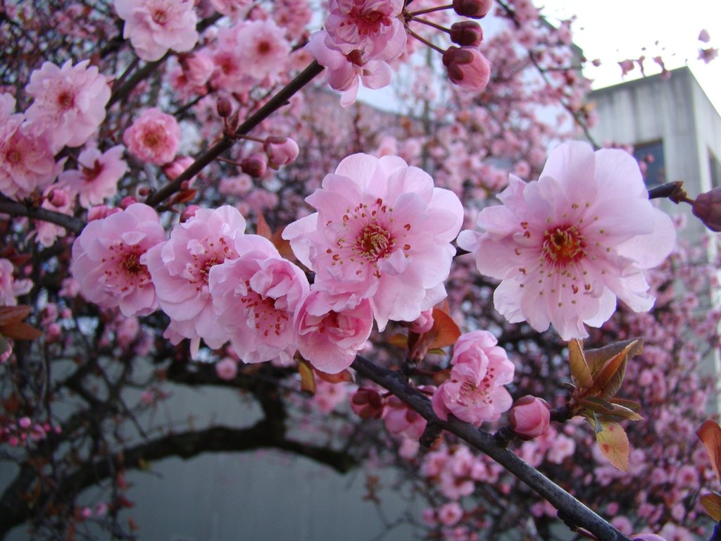 Close up of flower