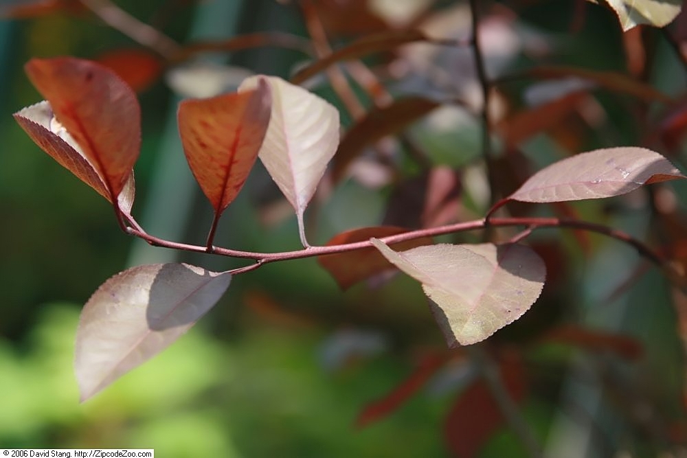 Leaves