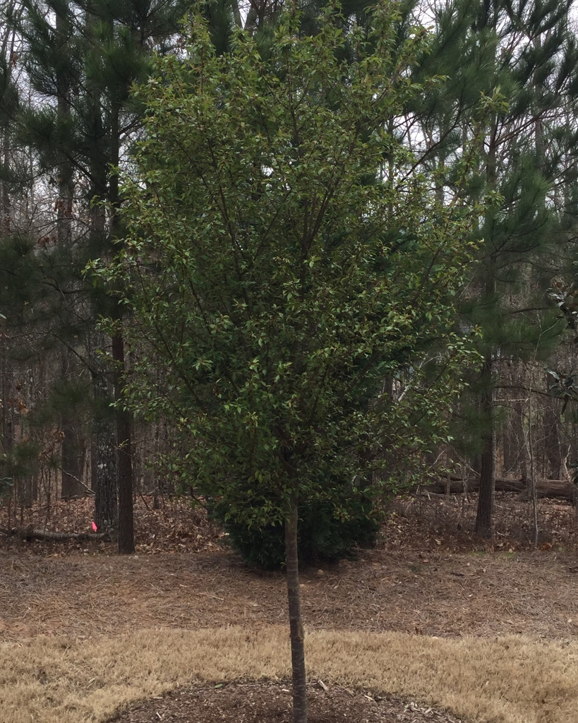 young tree after bloom, form, early spring, Durham County, NC