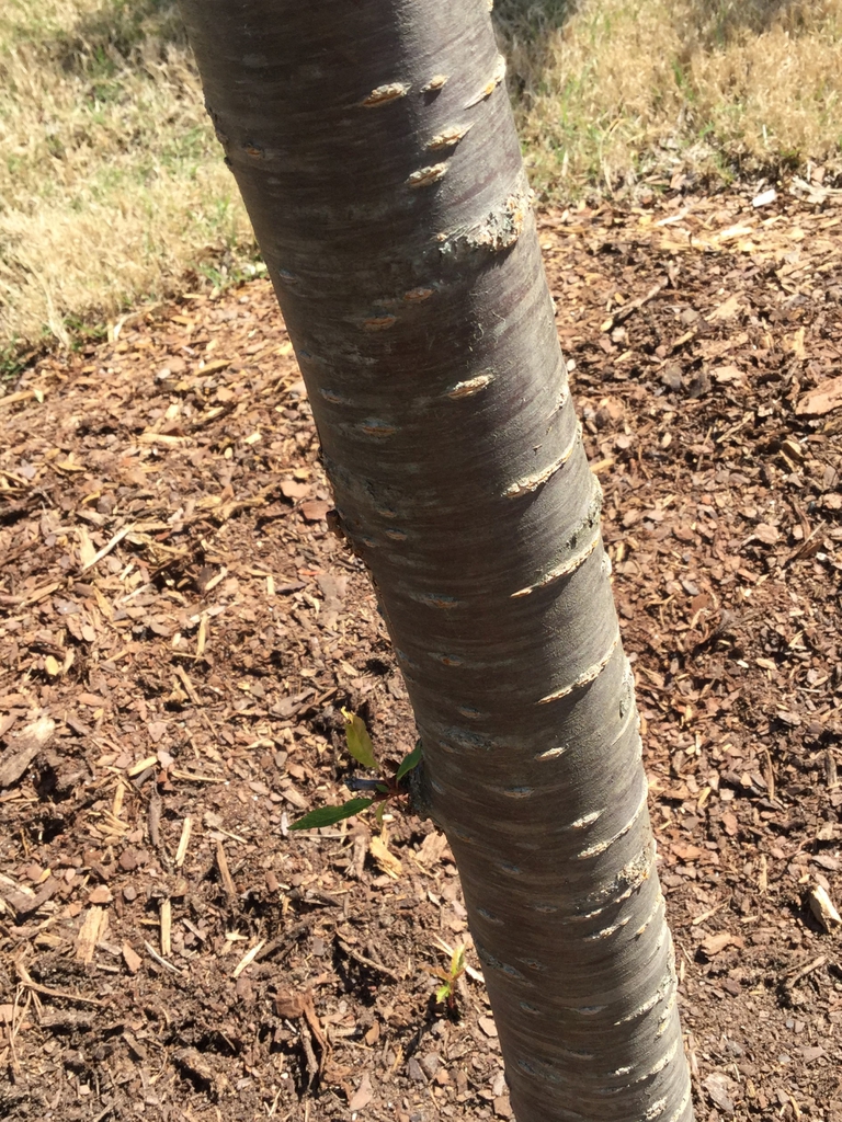 bark, early spring, Durham County, NC