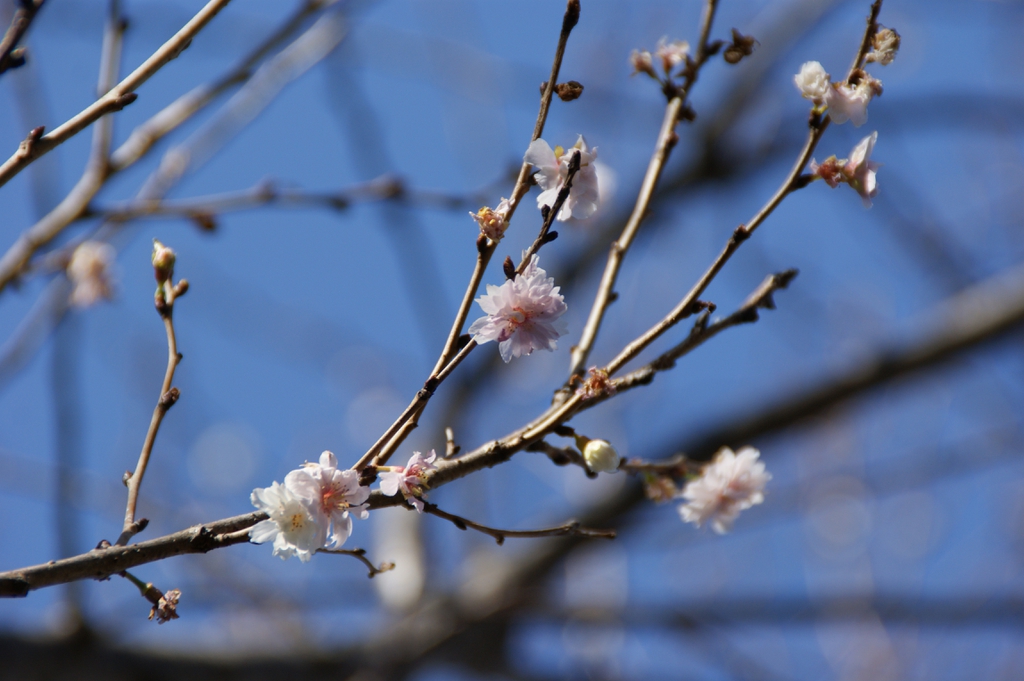 Branch of 'Autumnalis'