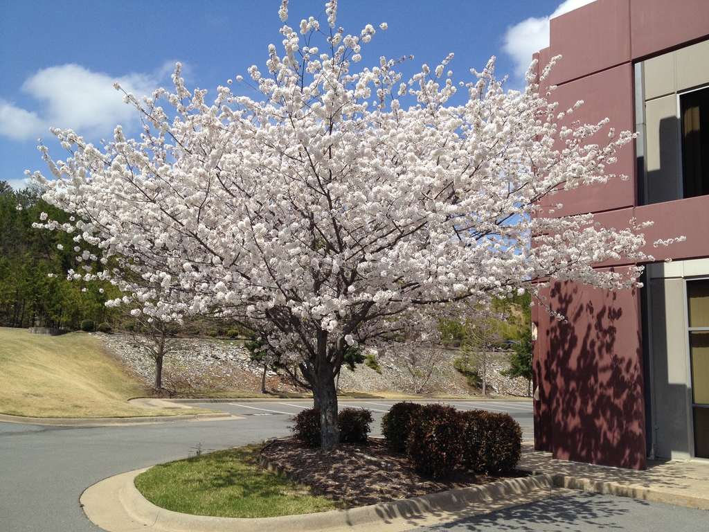 Prunus x yedoensis