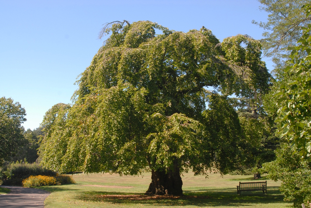 Prunus x yedoensis