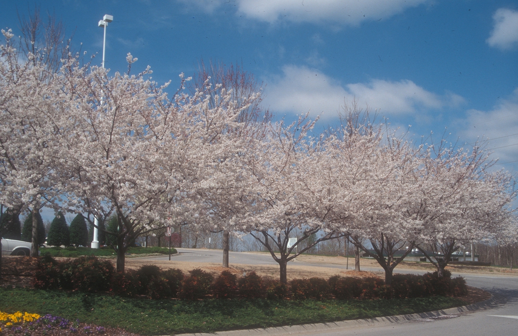 Tree Line