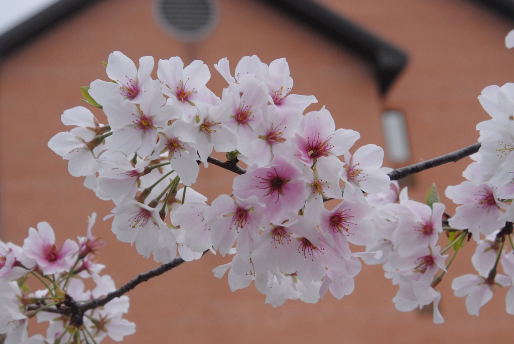 Prunus x yedoensis