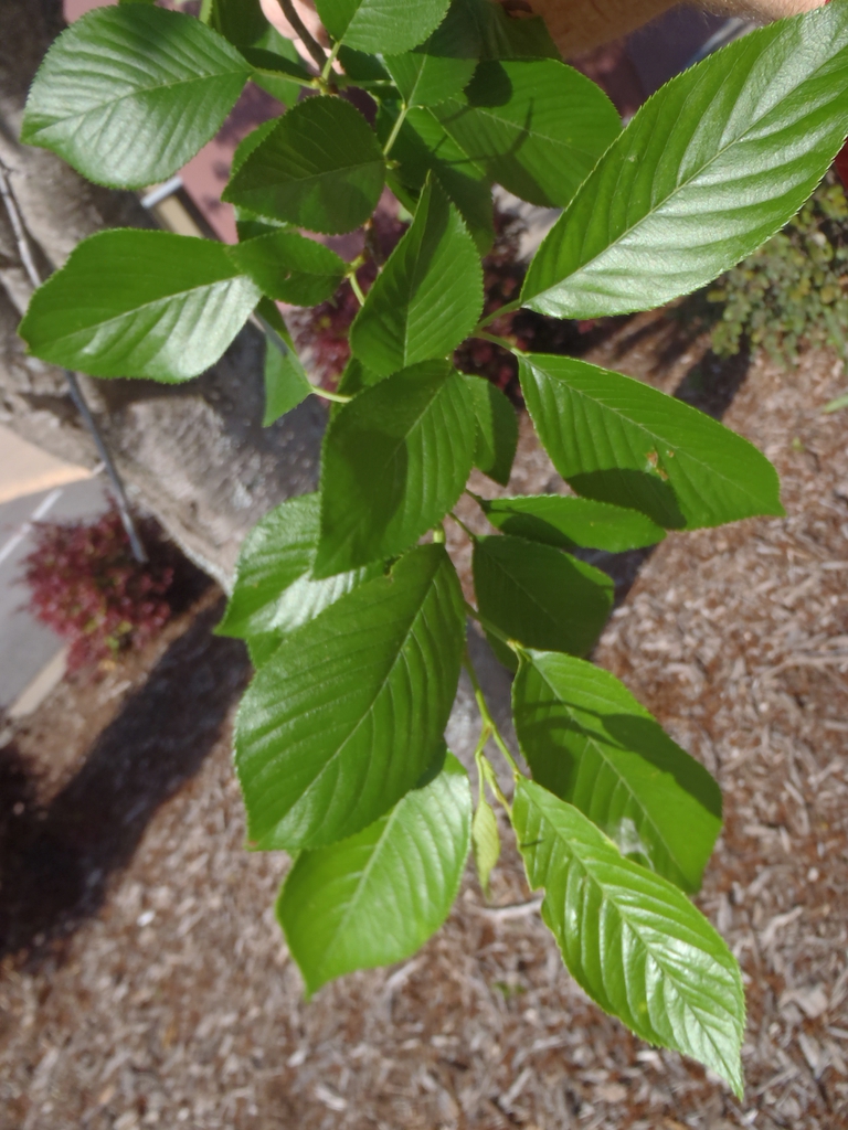 Prunus x yedoensis
