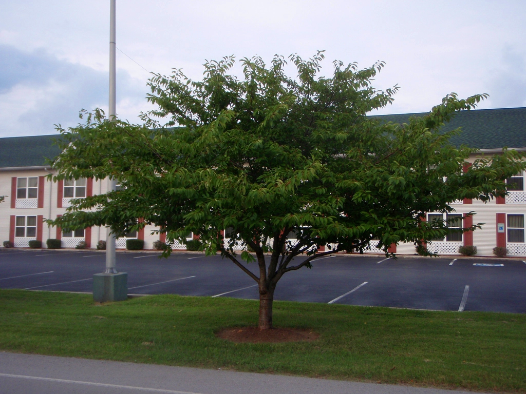 Prunus x yedoensis Form