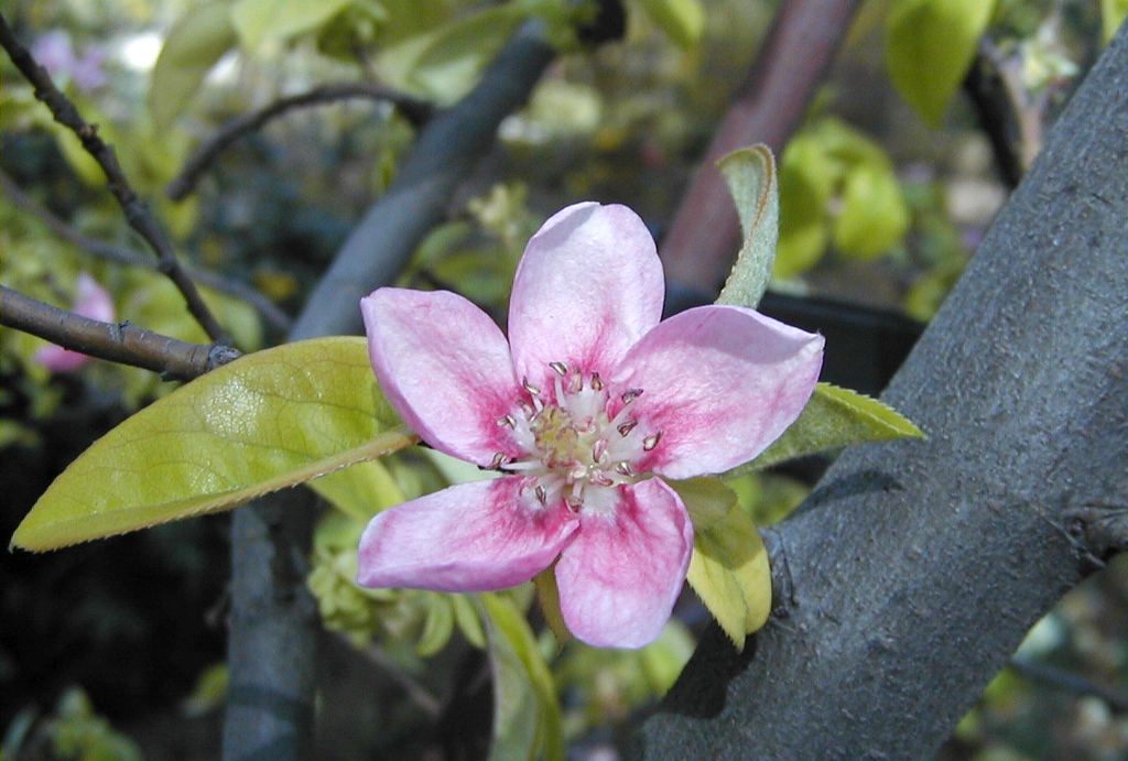 Pseudocydonia sinensis flower