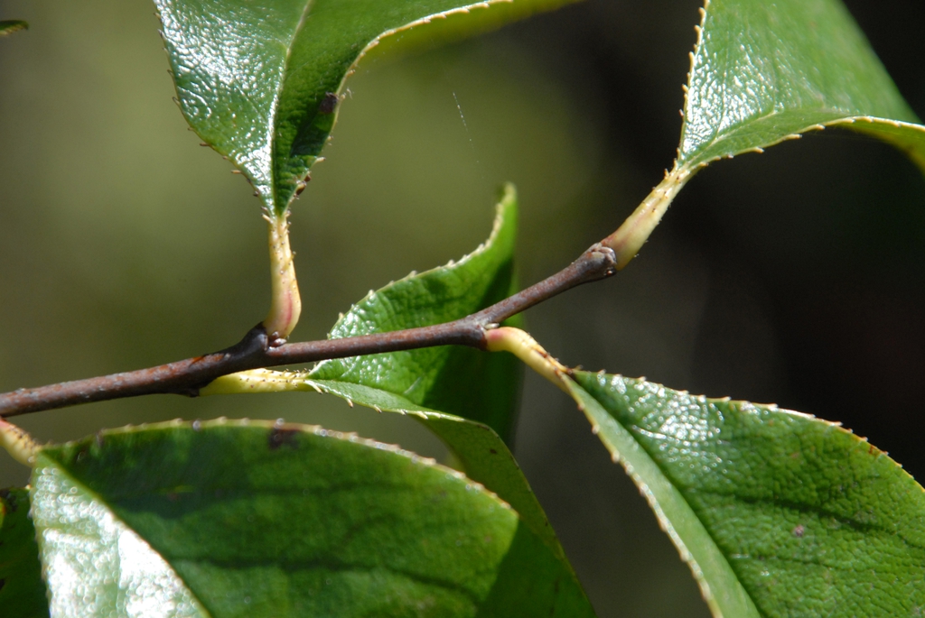 Pseudocydonia sinensis