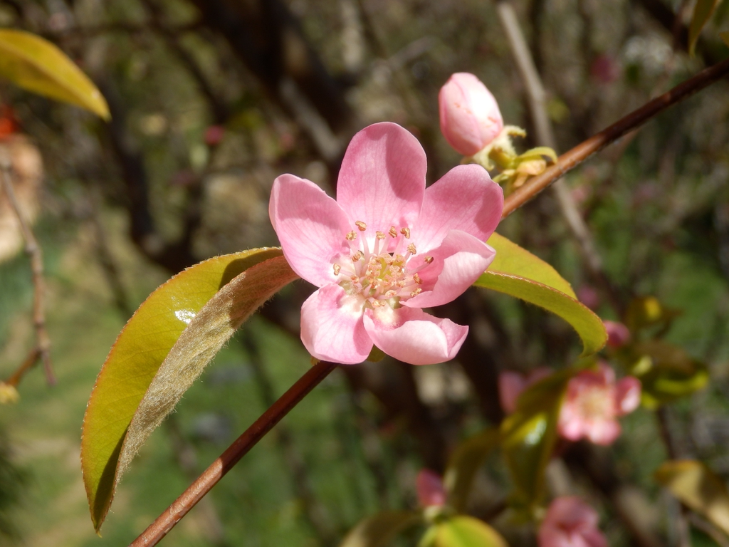 Pseudocydonia sinensis flower