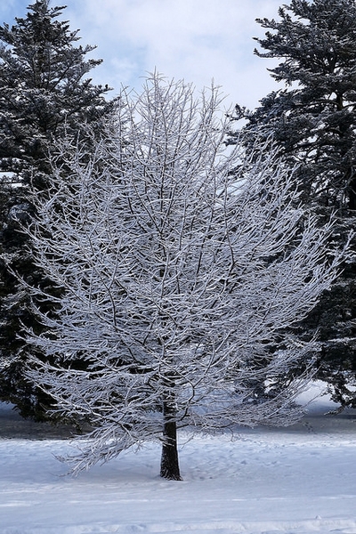 Pseudolarix amabilis