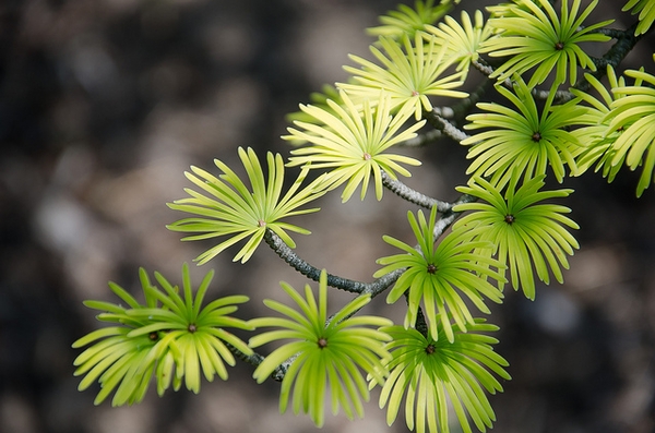 Pseudolarix amabilis