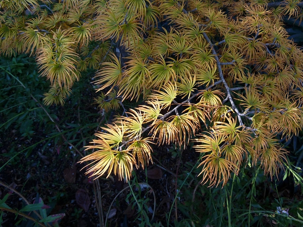 Pseudolarix amabilis