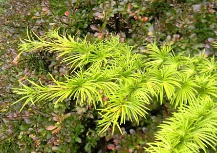 Chatruse Needles - Fall - Buncombe Co., NC