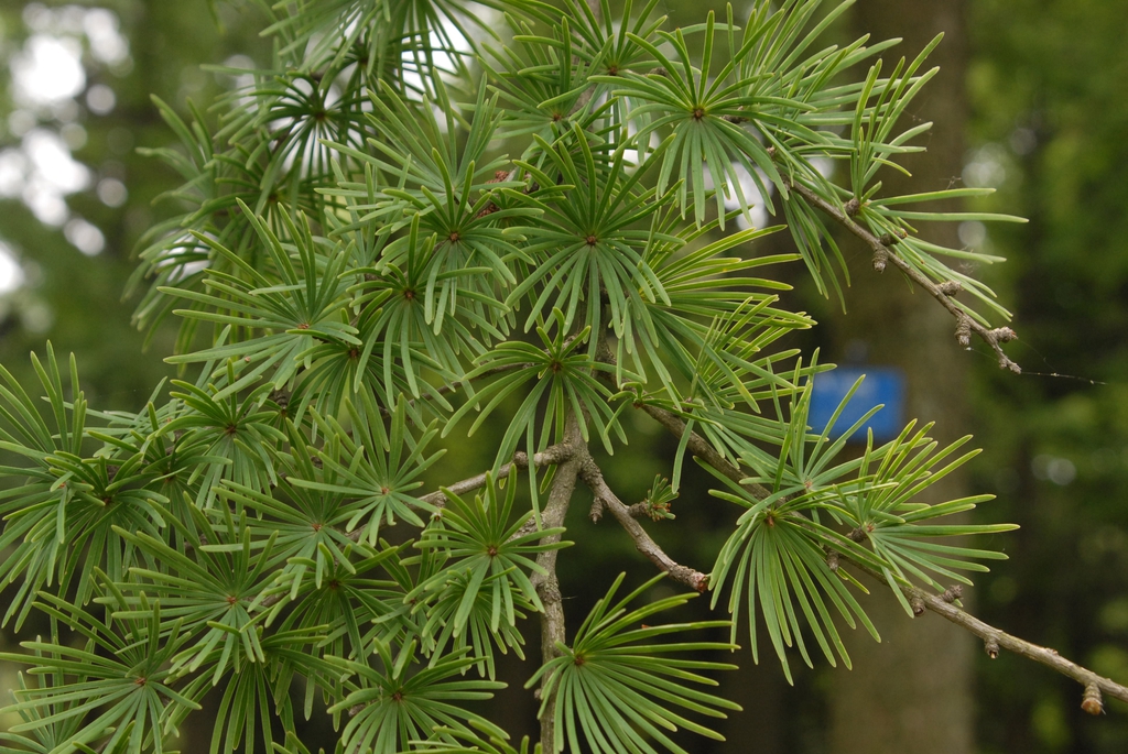 Leaves