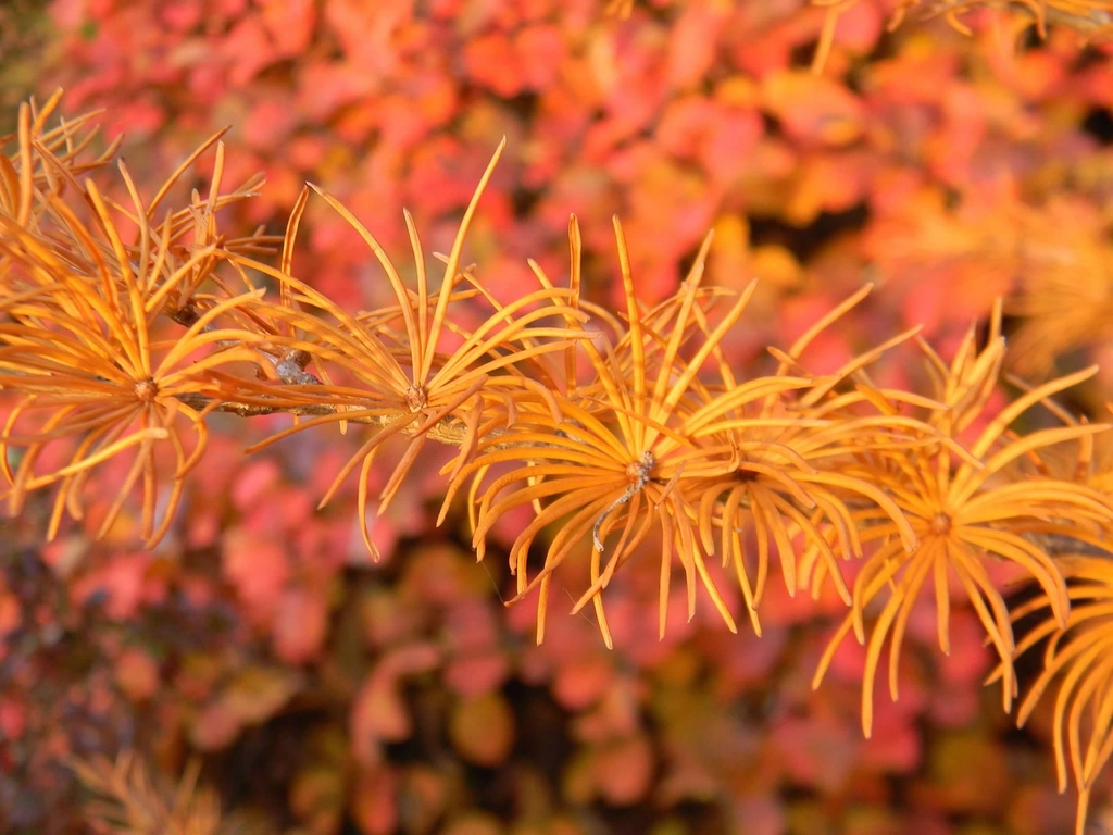 Spiral Needles - Fall - Buncombe Co., NC