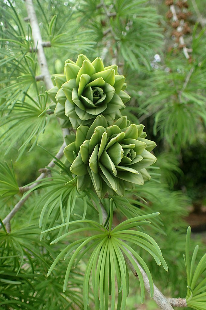 Pseudolarix amabilis