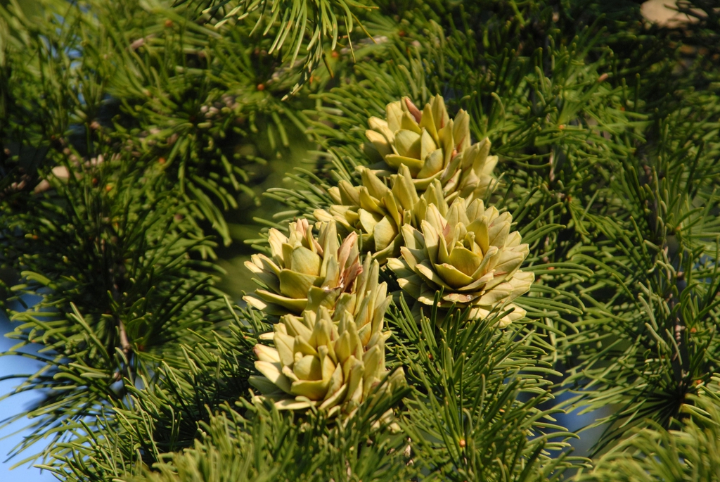Fruit and Leaves