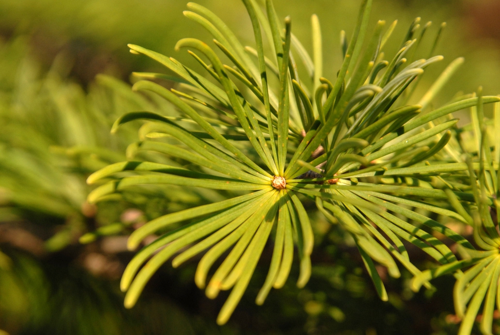 Leaf Close-up