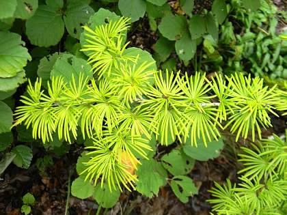 Needles arranged spirally - Fall - Buncombe Co., NC