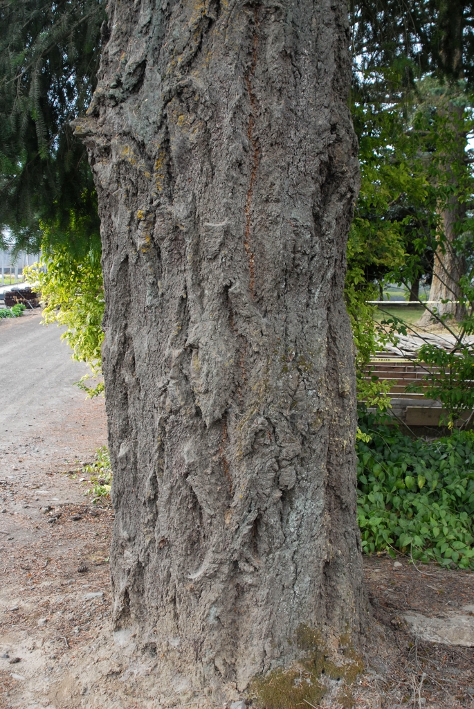 Bark