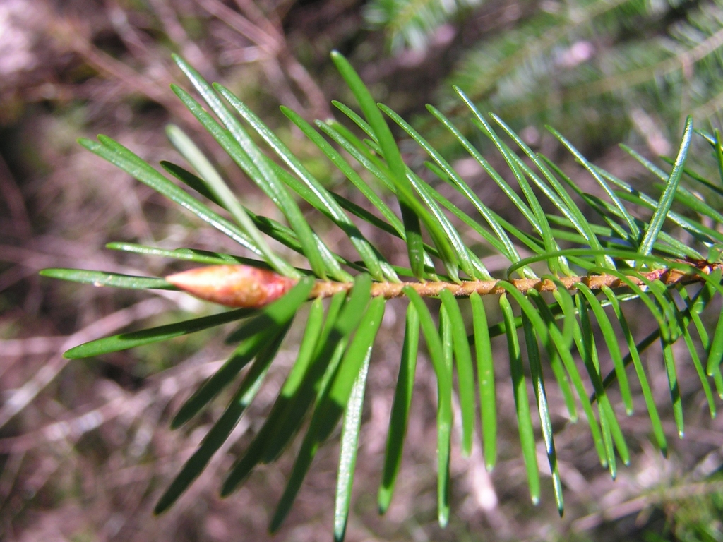 Needles