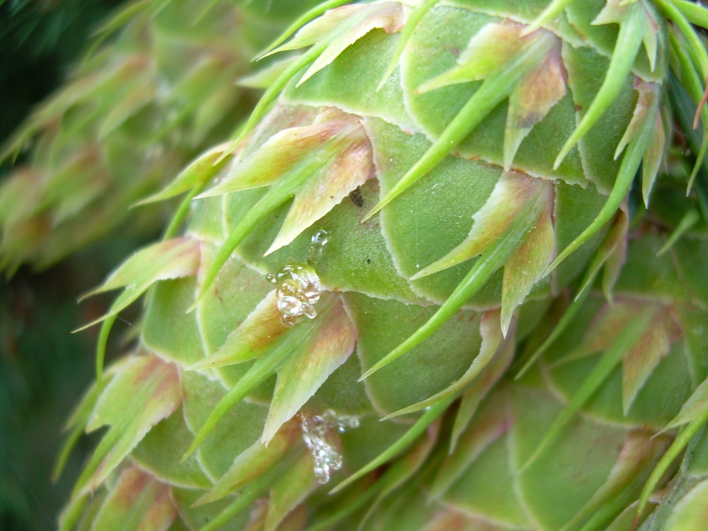 Young cone bracts with 3-pointed appendage