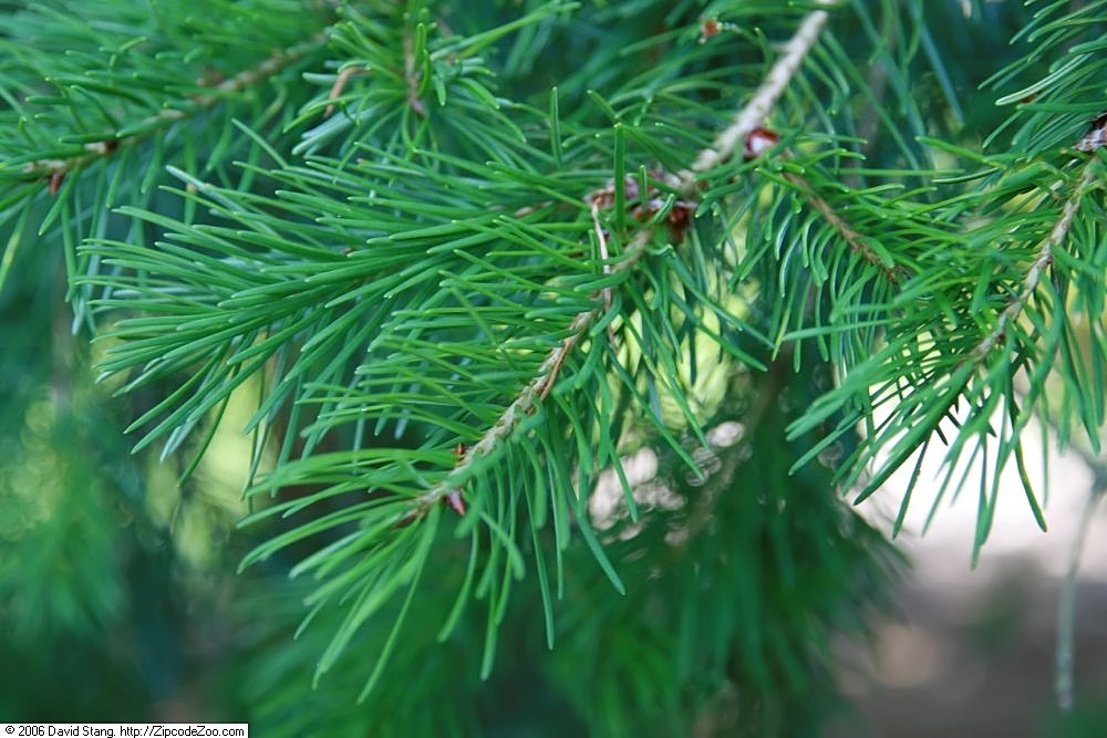 Needles and stem