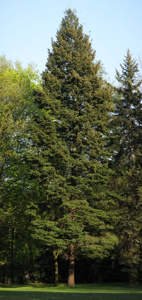Form