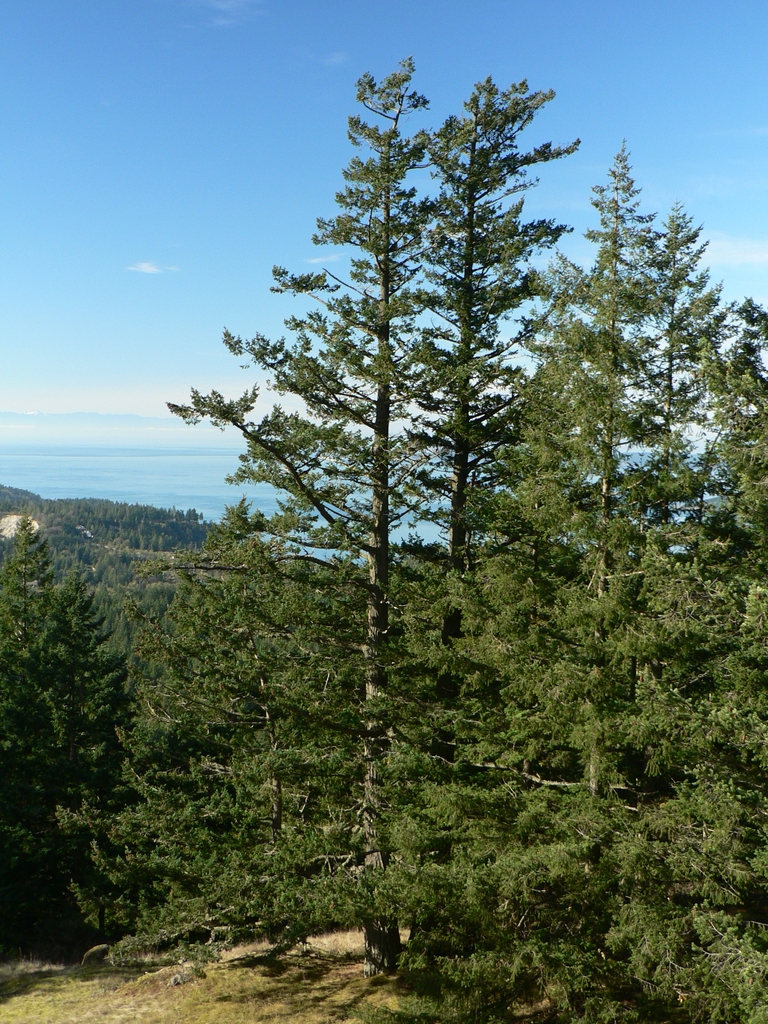 Form in native habitat