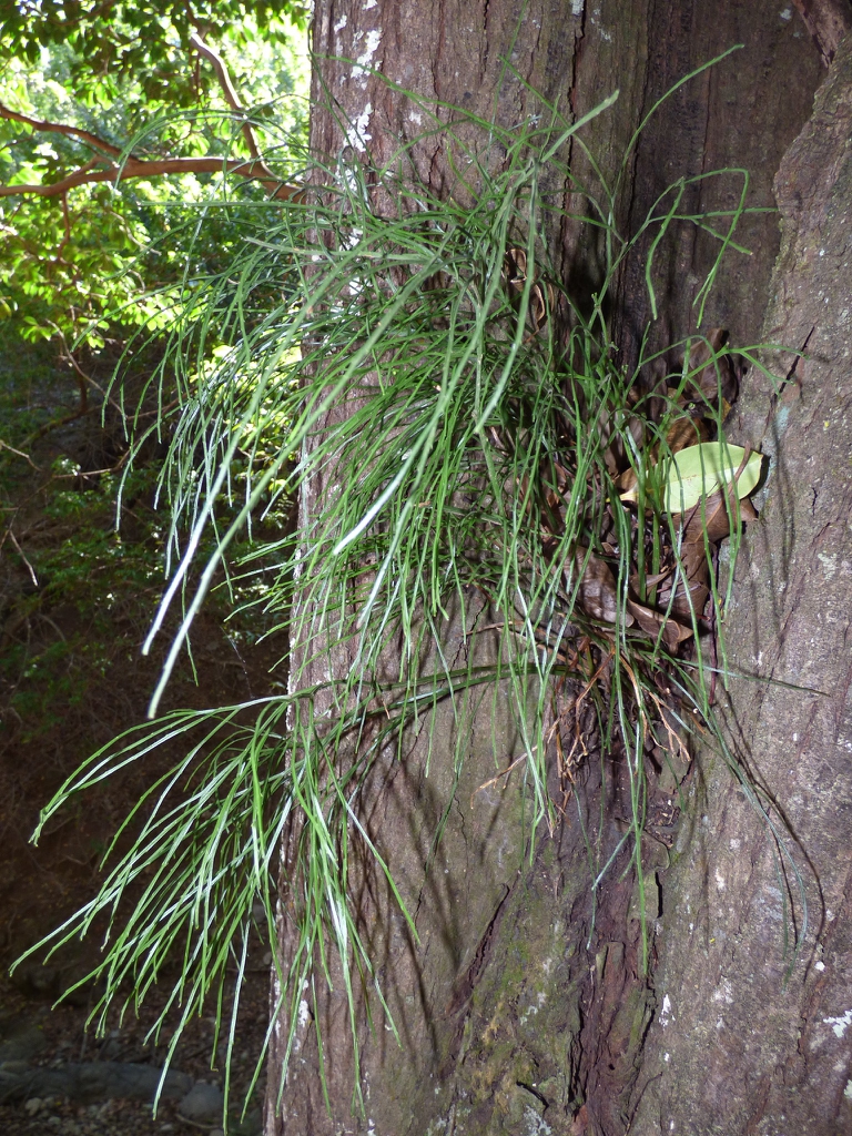 Epiphyte form