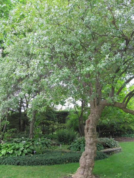 Small tree in the landscape.