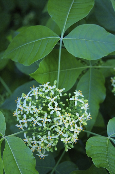 Flower cluster
