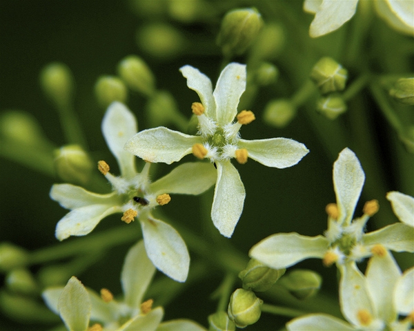 Flowers have 4 or 5 petals and an unpleasant fragrance.