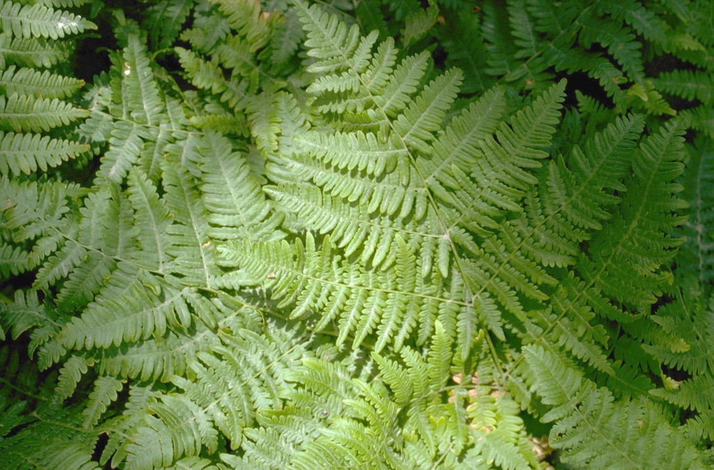 Pteridium aquilinum