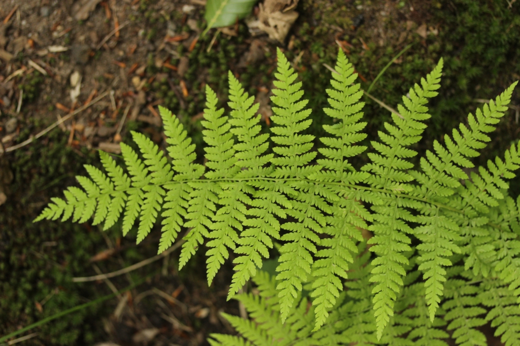 Pteridium aquilinum