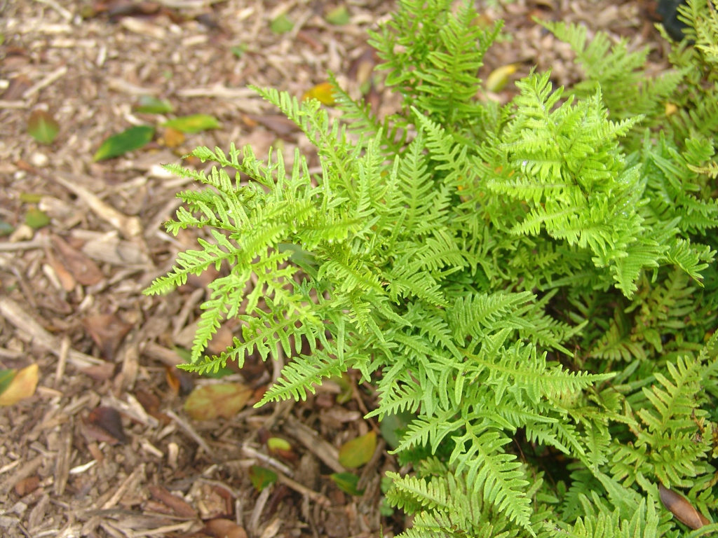 Pteris adscensionis