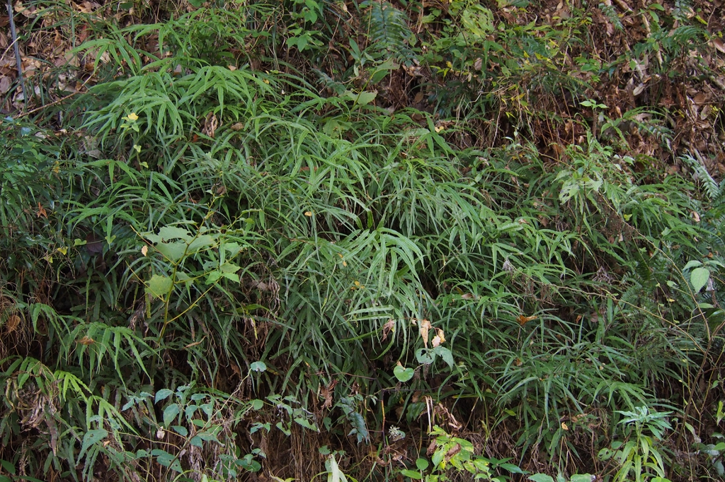 Pteris cretica