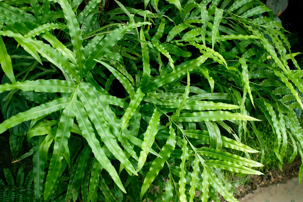 Pteris cretica