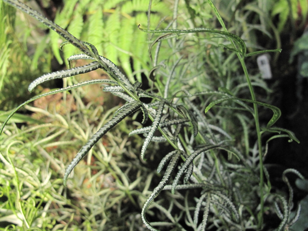 Pteris ensiformis 'Evergerniensis'