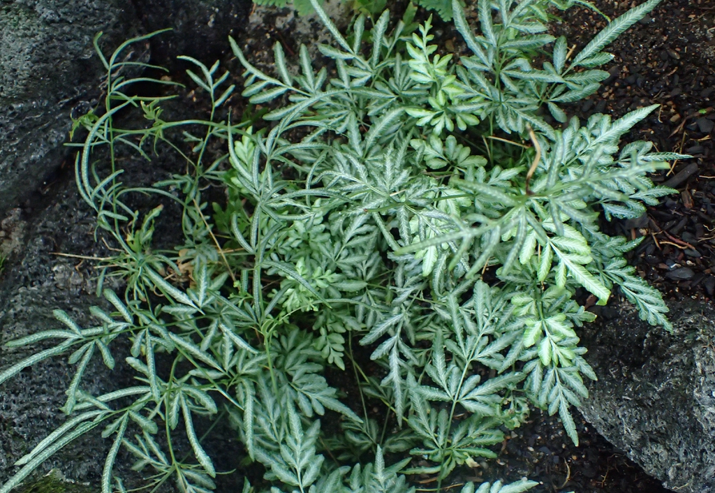 Pteris ensiformis