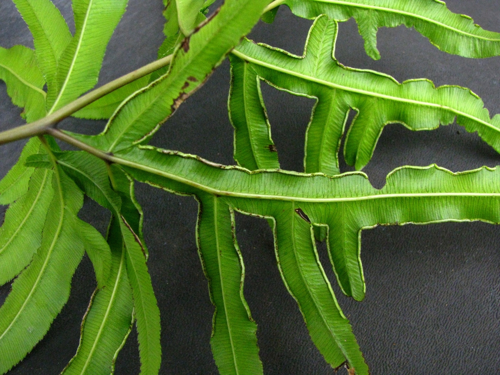 Pteris hillebrandii
