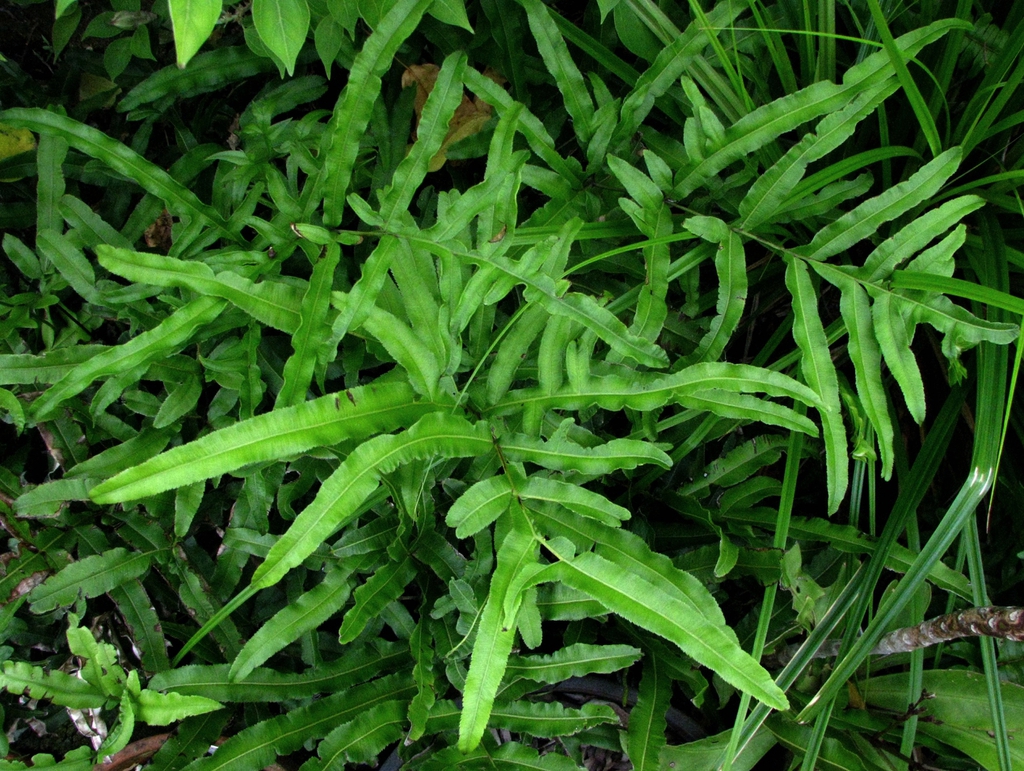 Pteris hillebrandii