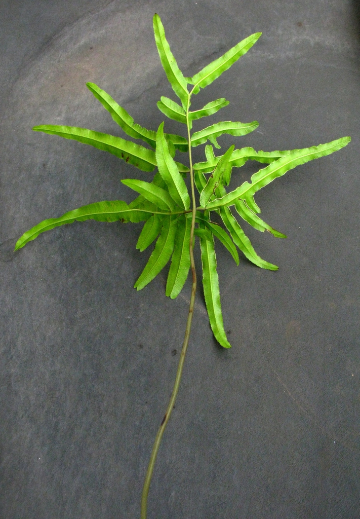 Pteris hillebrandii