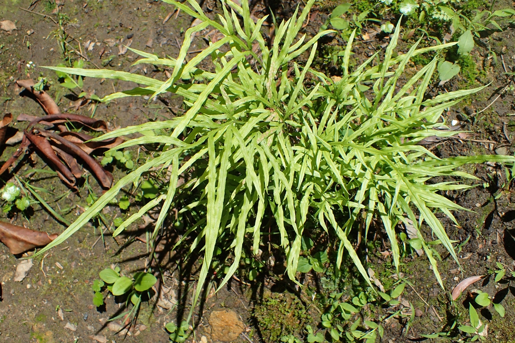 Pteris multifida